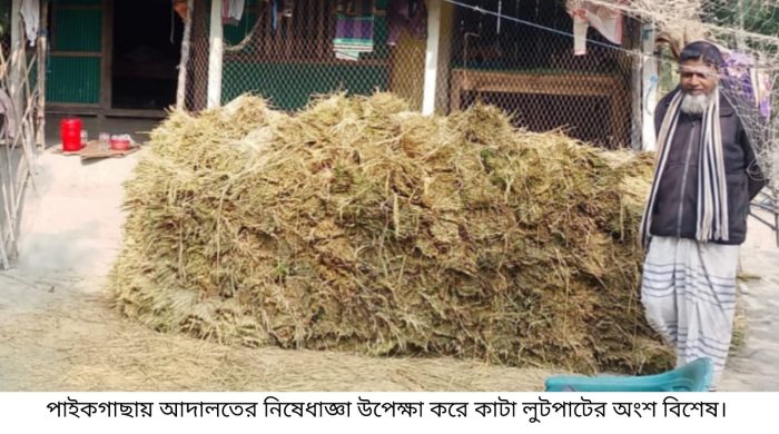 পাইকগাছায় প্রতিপক্ষের বিরুদ্ধে আদালতের নিষেধাজ্ঞা উপেক্ষা করে কাঁটাধান লুটপাটের অভিযোগ