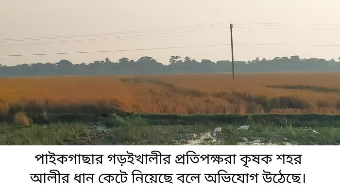 পাইকগাছায় প্রতিপক্ষের বিরুদ্ধে কৃষকের ধান কাঁটার অভিযোগ