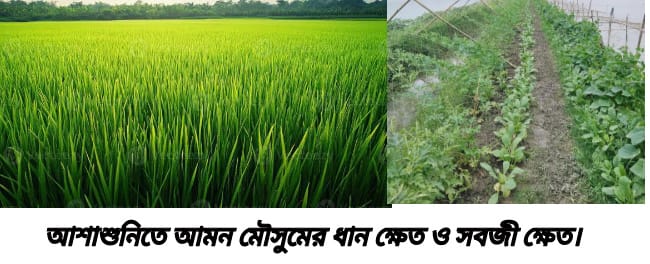 আশাশুনিতে লক্ষ্যমাত্রার বেশি জমিতে ধান-সবজি চাষ, আমন ৯ হাজার ২৫০ হেক্টর, সবজি ৭০৭ হেক্টর; অনুকূল আবহাওয়ায় বাম্পার ফলনের আশা