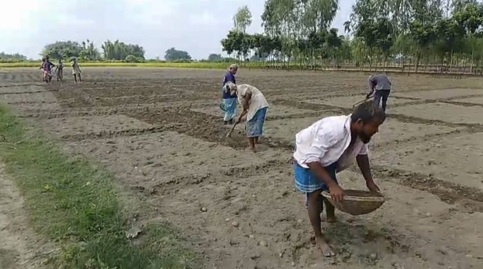 চড়া দাম ও অধিক মুনাফার আশায় রাণীশংকৈলে আগাম আলু ও শীতকালীন সবজি চাষে ব্যস্ত কৃষকরা